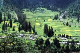 林芝鲁朗-让人不想家的地方