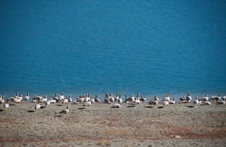 羊湖-羊卓雍措-碧玉之湖